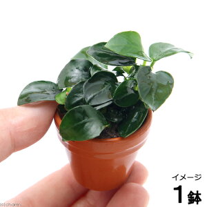 (水草)アヌビアスナナ プチ プチ素焼き鉢(水上葉)(1鉢)