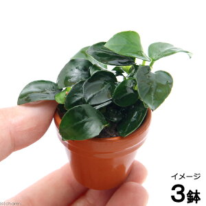 ijAkrAXii@v`@v`fĂitji3j