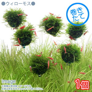 ijā@EB[X@o[itji_ji1j