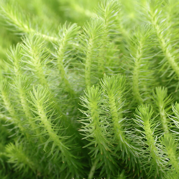 楽天市場 水草 マヤカ 水上葉 無農薬 １０本 Charm 楽天市場店
