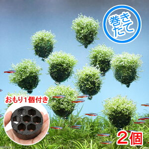 ijā@VA@o[itji_ji2j{1@kCEBq֗vۉ