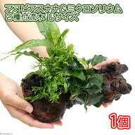 （水草）アヌビアスナナ＆ミクロソリウム2種　流木付　Lサイズ（1本）（約25cm）