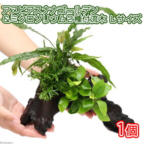楽天市場 一般水草 人気ランキング1位 売れ筋商品