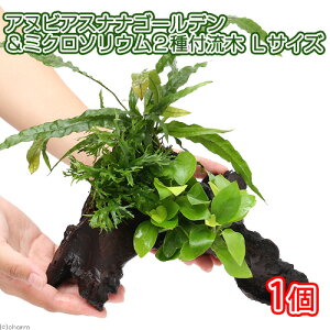 （水草）アヌビアスナナ　ゴールデン＆ミクロソリウム2種　流木付　Lサイズ（1本）（約25cm）