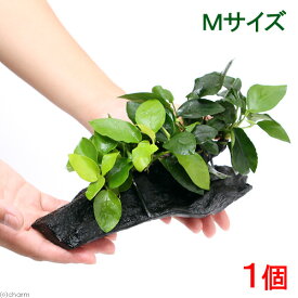 （水草）アヌビアス2種付き（アヌビアスナナ＆ゴールデン）　流木　Mサイズ（約20cm）（水上葉）（1本）