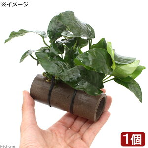 y12^5zIm21I1ő100@ijvqā@vR̉BƁ@@AkrAXiititji1j