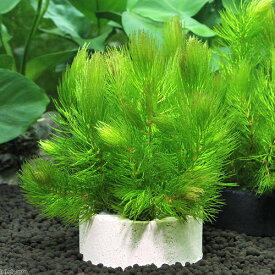（水草）ハニカムシェルター　マツモ　ミニ（無農薬）（1個）メダカ　金魚　水質浄化　産卵床