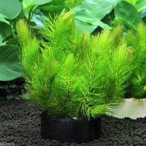 ijnjJVF^[ubN@}c@~ji_ji1j_J@@򉻁@Y