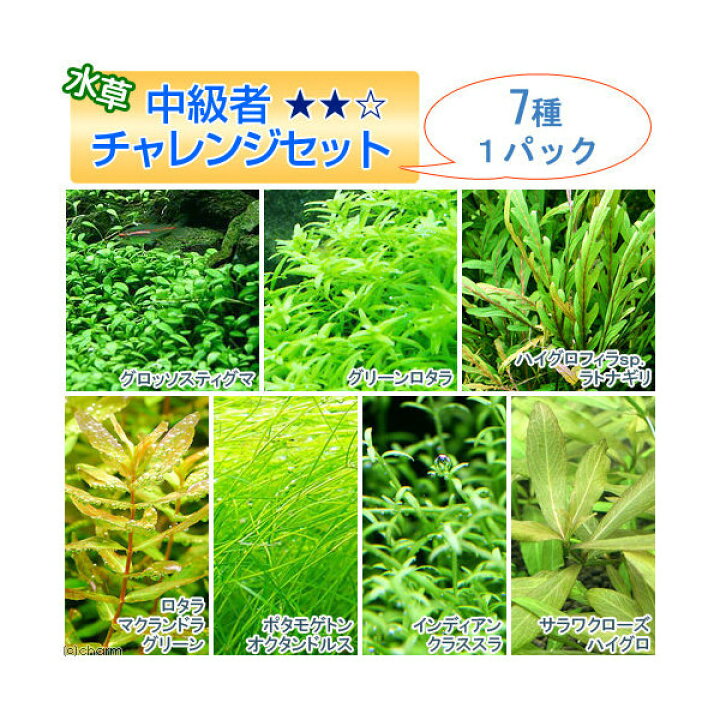 着後レビューで 送料無料 水草 人気の前景草３種セット グロッソ キューバ ヘアショー 水上葉 無農薬 １パック