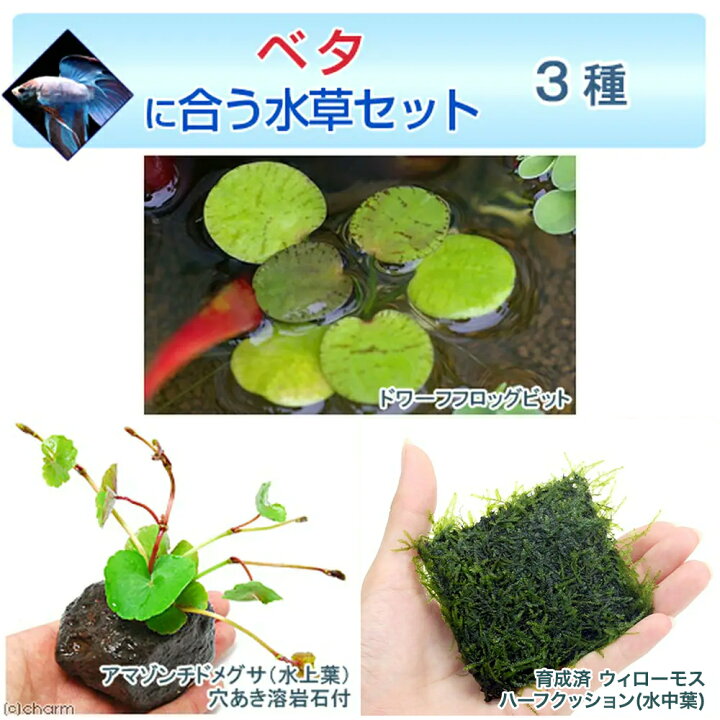 楽天市場 水草 ベタに合う水草セット ３種 無農薬 １セット 説明書付 Charm 楽天市場店