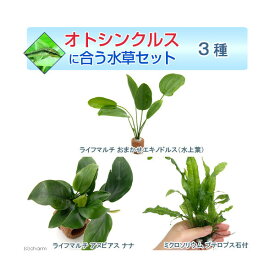 （水草）オトシンクルスに合う水草セット　3種（1セット）（説明書付）