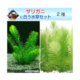 （水草）ザリガニに合う水草セット　2種（無農薬）（1セット）ザリガニ