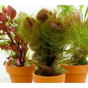 (水草)ミニ素焼き鉢 寄せ植えミックス(水中葉)(無農薬)(3鉢)