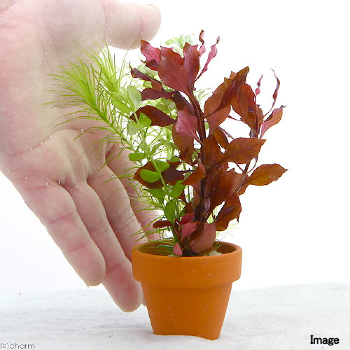 楽天市場 水草 寄せ植えミックス ミニ素焼き鉢 水中葉 無農薬 ３鉢 Charm 楽天市場店