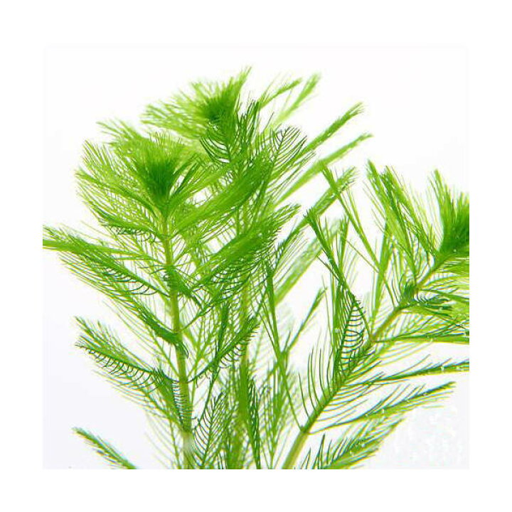 楽天市場 水草 ホザキノフサモ 水中葉 無農薬 ５本 Charm 楽天市場店