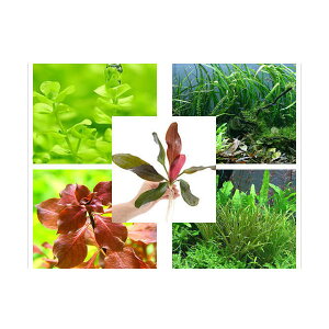 （水草）水草セット（45〜60cm水槽用）（水中葉）エキノあり　10種（無農薬）