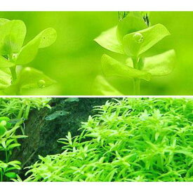 （水草）ラージパールグラス（5本）＋グリーンロタラ（5本）（水中葉）（無農薬）