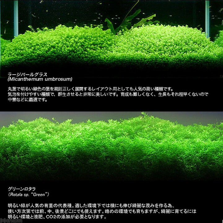 楽天市場 水草 ラージパールグラス ５本 グリーンロタラ ５本 水中葉 無農薬 北海道航空便要保温 Charm 楽天市場店