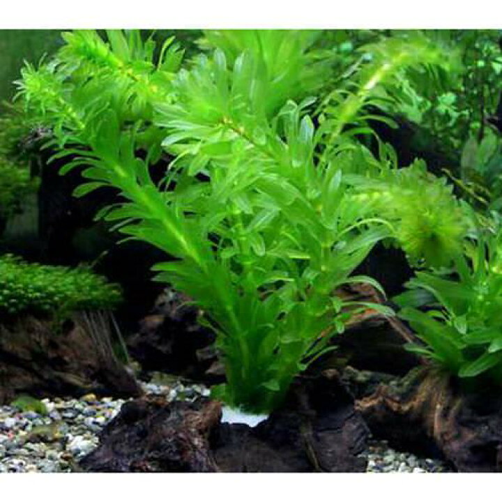 楽天市場 水草 メダカ 金魚藻 国産 アナカリス 流木付 無農薬 １個 Charm 楽天市場店