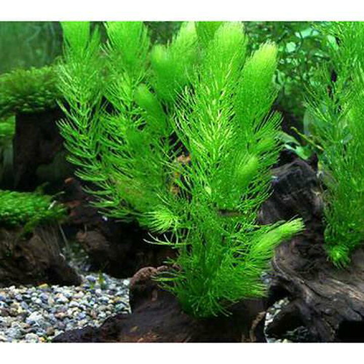 楽天市場 水草 マツモ 流木付 １０ １５ｃｍ 無農薬 １個 Charm 楽天市場店
