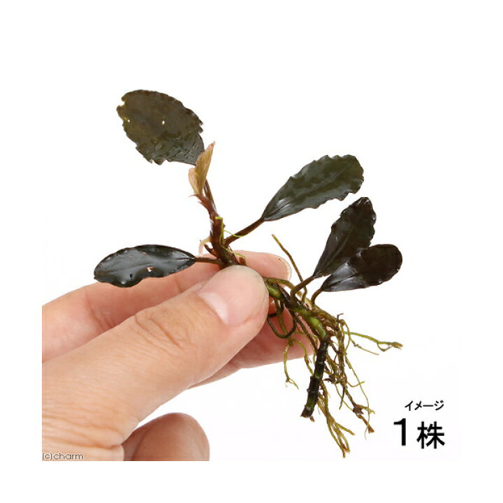 楽天市場】（水草）ブセファランドラsp．Kapuas Hulu 