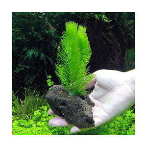 ij}c@nΕti_ji1j_J@@򉻁@Y