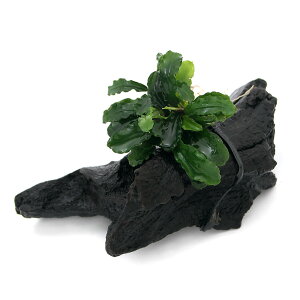 (水草)ブセファランドラsp.グリーンウェービー(インボイス) 流木 Sサイズ(水上葉)(1本)(約15cm) 北海道・九州航空便要保温