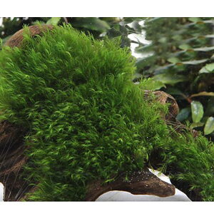 ij琬ρ@EH[^[tFU[@؁@MTCYi20cmjitji_ji1{j