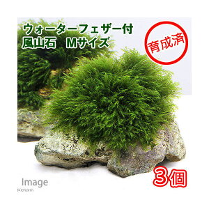 ij琬ρ@EH[^[tFU[@R΁@MTCYi14cmjitji_ji3j