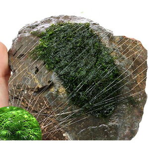 ijā@EH[^[tFU[@R΁@MTCYi14cmjitji_ji1j