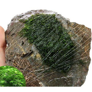 ijā@EH[^[tFU[@R΁@MTCYi14cmjitji_ji3j