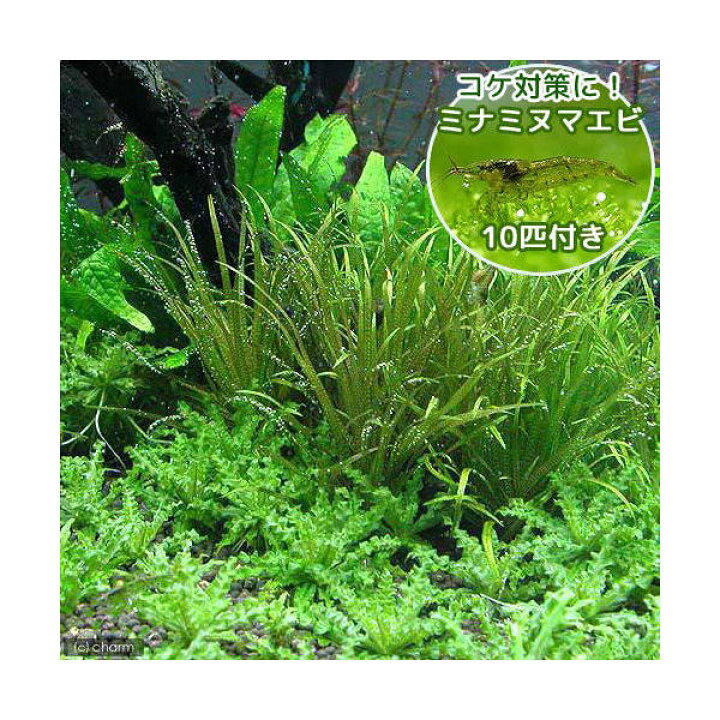 楽天市場 エビ 水草 ブリクサ ショートリーフ 無農薬 ４株分 ミナミヌマエビ １０匹 Charm 楽天市場店