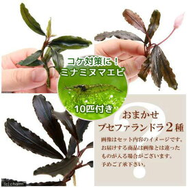 （エビ）（水草）おまかせブセファランドラ（水中葉）（無農薬）（2種1株ずつ）＋ミナミヌマエビ（10匹）　北海道・九州航空便要保温