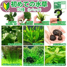 （水草）初めての水草　10種（1パック）＋水草その前に　1g（2L用）説明書付　本州四国限定