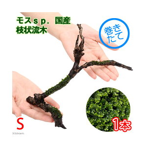 ijā@XspDY@}󗬖؁@STCYi10cmji_ji1{j