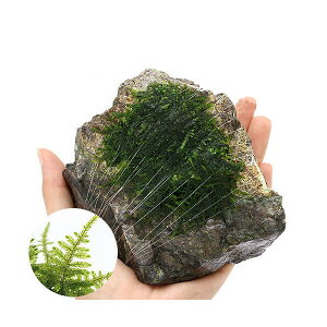 ijā@NX}XX@R΁@MTCYi14cmji_ji1j