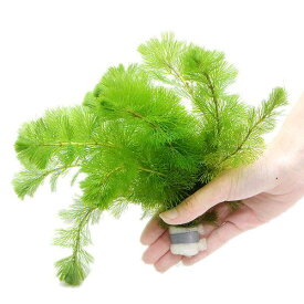 （水草）メダカ・金魚藻　カボンバ　鉛巻き（7～10本）（1個）