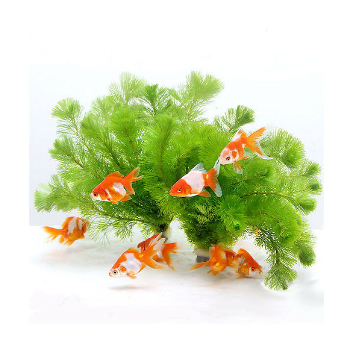 市場 水草 30cm程度 メダカ 金魚 1本 マツモ 熱帯魚