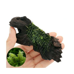 (水草)巻きたて ハネゴケsp.カメルーン産 流木 Sサイズ(約15cm)(水中葉)(無農薬)(1本)