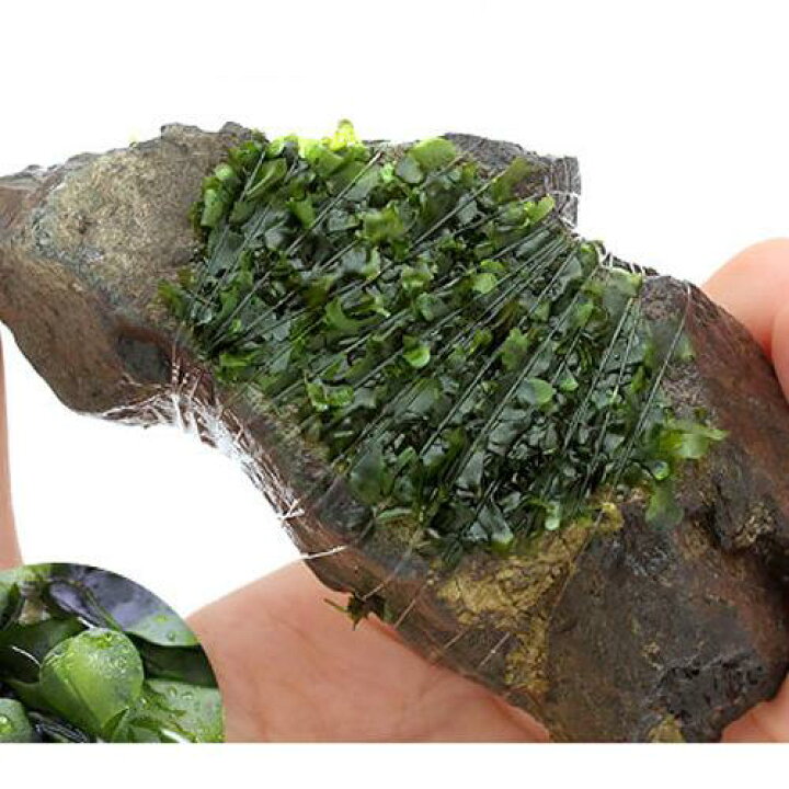 楽天市場 水草 巻きたて モスファン付 風山石 ｓサイズ 約１０ｃｍ 無農薬 ３個 Charm 楽天市場店