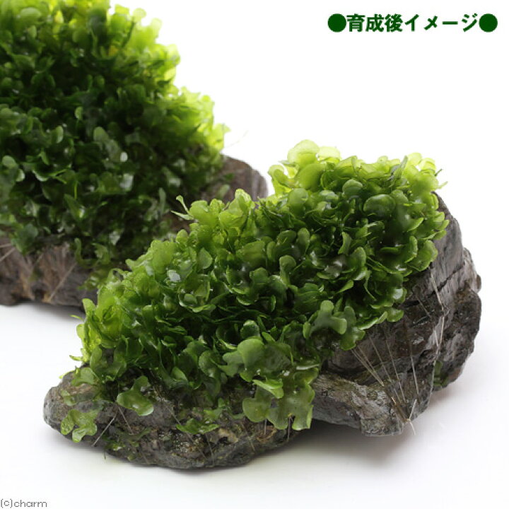 楽天市場 水草 巻きたて モスファン付 風山石 ｓサイズ 約１０ｃｍ 無農薬 ３個 Charm 楽天市場店