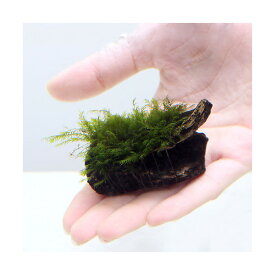 （水草）育成済　ウォーターフェザー　カット流木　ミニサイズ（8cm以下）（水中葉）（無農薬）（1個）