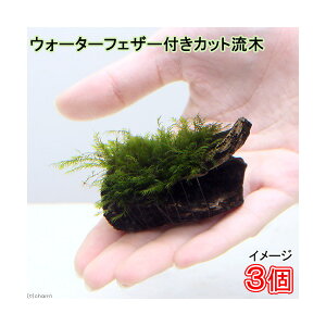 ij琬ρ@EH[^[tFU[@؁@~jTCYi8cmȉjitji_ji3j