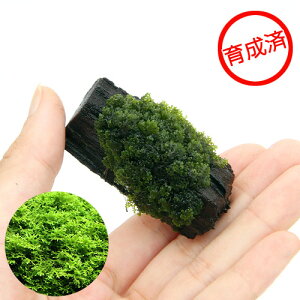 ij琬ρ@v~AO[X@؃~jTCYitji_ji3j