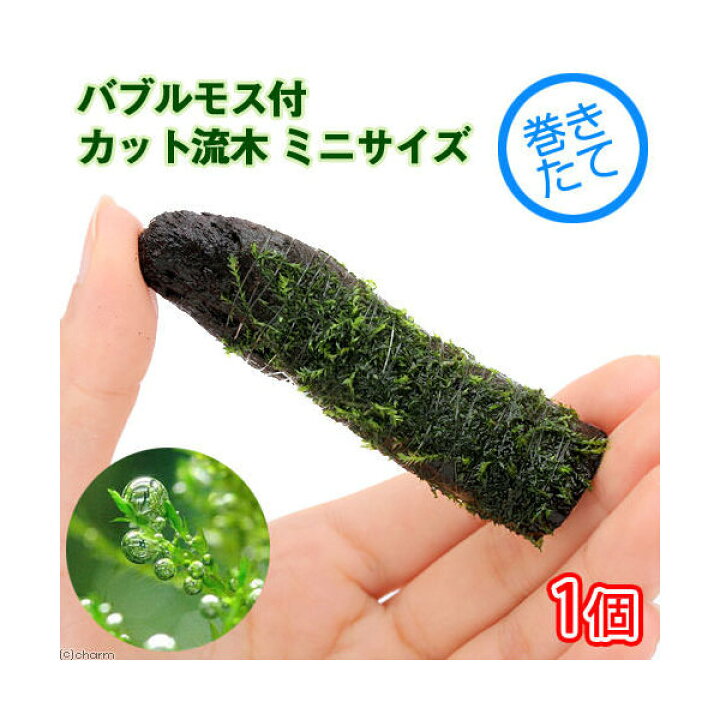 市場】(水草)巻きたて バブルモス付 カット流木 ミニサイズ(8cm以下)(水中葉)(無農薬)(1本) : charm 市場店 市場】(水草)巻きたて バブルモス付 カット流木 ミニサイズ(8cm以下)(水中葉)(無農薬)(1本) : charm 市場店