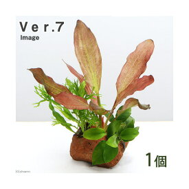 （水草）Plants　Arrangement　ザ　ボンサイ　Ver．7（1個）