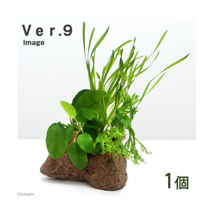 楽天市場 水草 ｐｌａｎｔｓ ａｒｒａｎｇｅｍｅｎｔ ザ ボンサイ ｖｅｒ ９ １個 Charm 楽天市場店