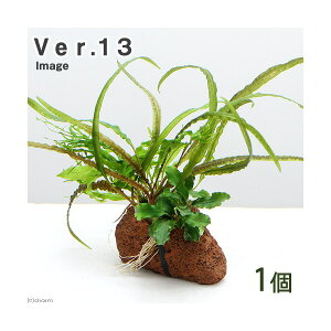 �i�����jPlants�@Arrangement�@�U�@�{���T�C�@Ver�D13�i1�j