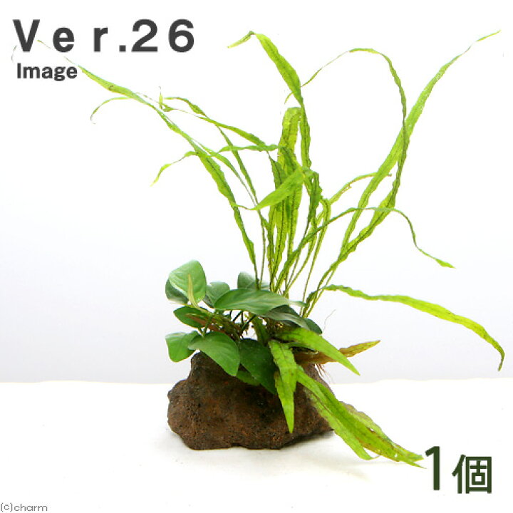 (水草)Plants Arrangement ザ ボンサイ Ver.26(1個) charm (水草)ミニサイズ Plants Arrangement ザ ボンサイ(水上葉)(無農薬)(1個)