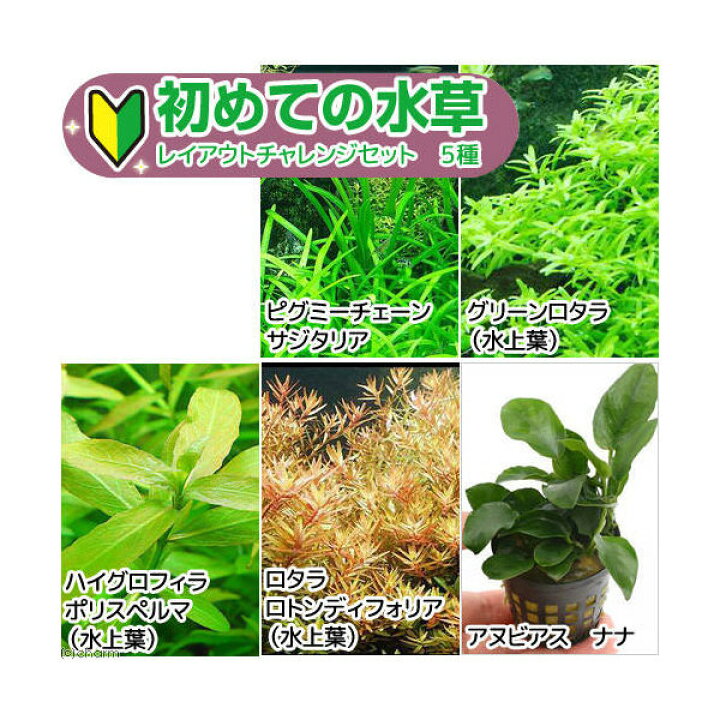 楽天市場 水草 初めての水草 レイアウトチャレンジセット ５種 ピンセット付き 水上葉 本州四国限定 Charm 楽天市場店